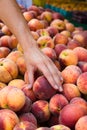 Organically grown Peaches at farmers market Royalty Free Stock Photo